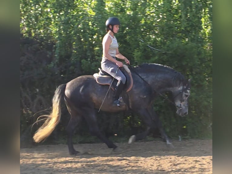 Andalusier Hengst 6 Jahre 155 cm Apfelschimmel in Egerág