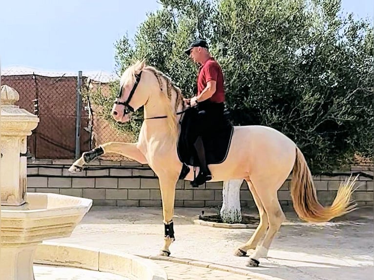 Andalusier Hengst 6 Jahre 157 cm Cremello in Sanlucar De Barrameda