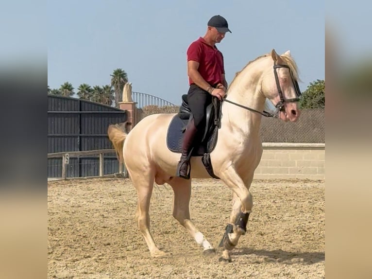 Andalusier Hengst 6 Jahre 157 cm Cremello in Sanlucar De Barrameda