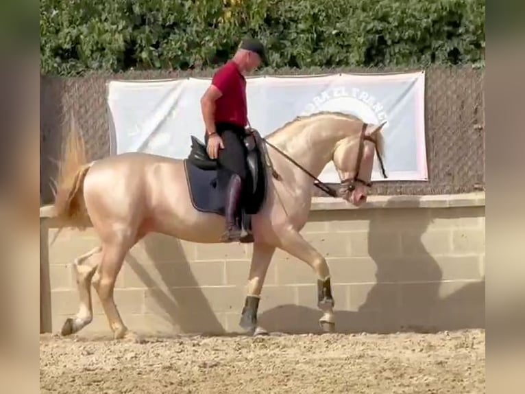 Andalusier Hengst 6 Jahre 157 cm Cremello in Sanlucar De Barrameda
