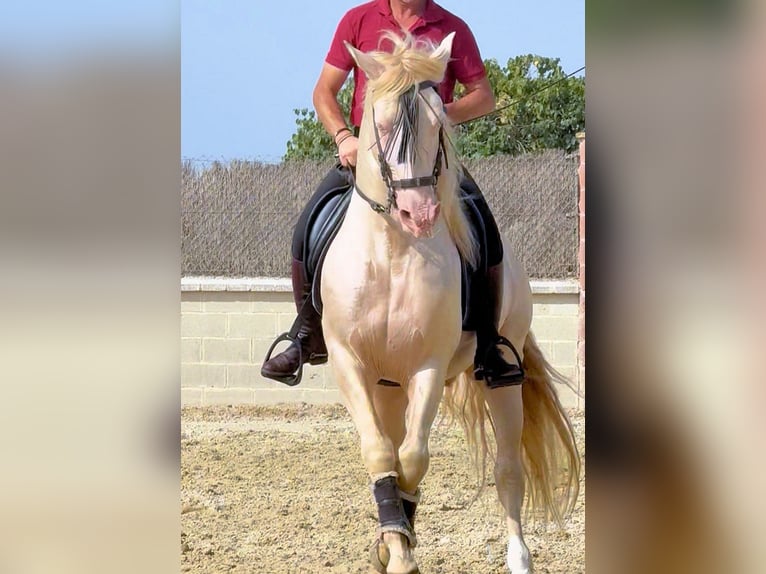 Andalusier Hengst 6 Jahre 157 cm Cremello in Sanlucar De Barrameda