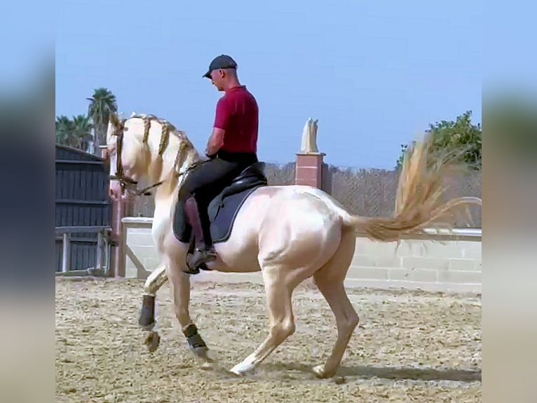 Andalusier Hengst 6 Jahre 157 cm Cremello in Sanlucar De Barrameda