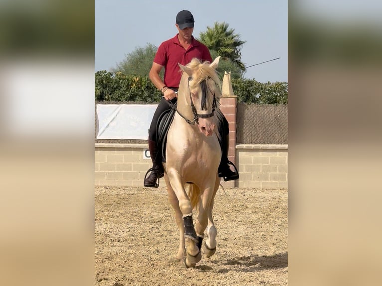 Andalusier Hengst 6 Jahre 157 cm Cremello in Sanlucar De Barrameda