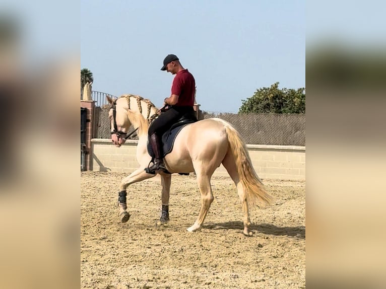 Andalusier Hengst 6 Jahre 157 cm Cremello in Sanlucar De Barrameda