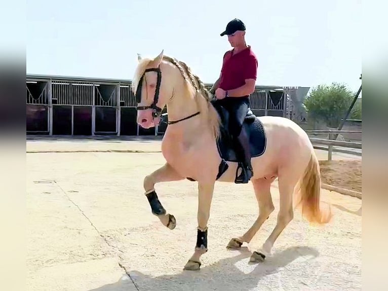 Andalusier Hengst 6 Jahre 157 cm Cremello in Sanlucar De Barrameda