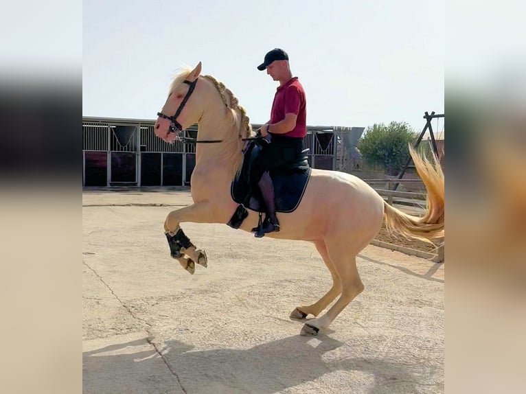 Andalusier Hengst 6 Jahre 157 cm Cremello in Sanlucar De Barrameda