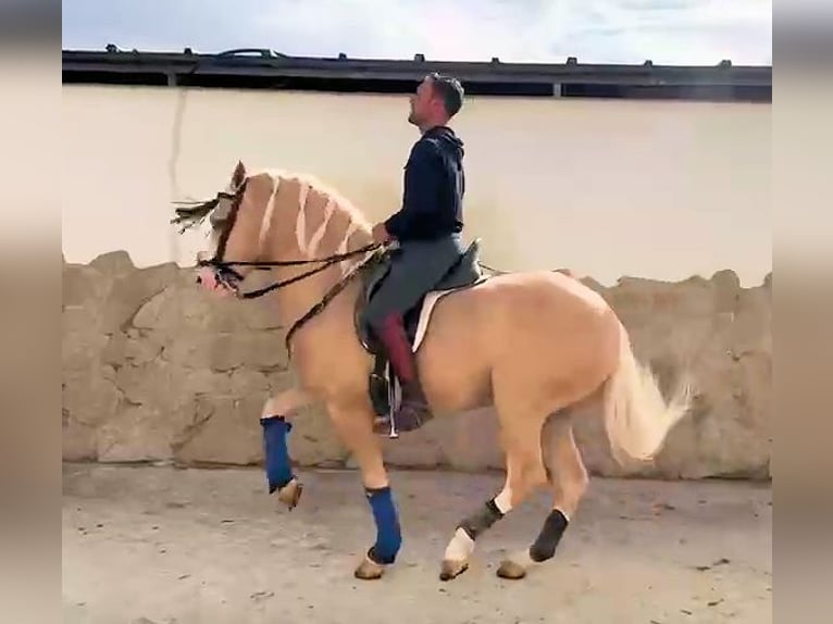 Andalusier Hengst 6 Jahre 157 cm Palomino in Jerez