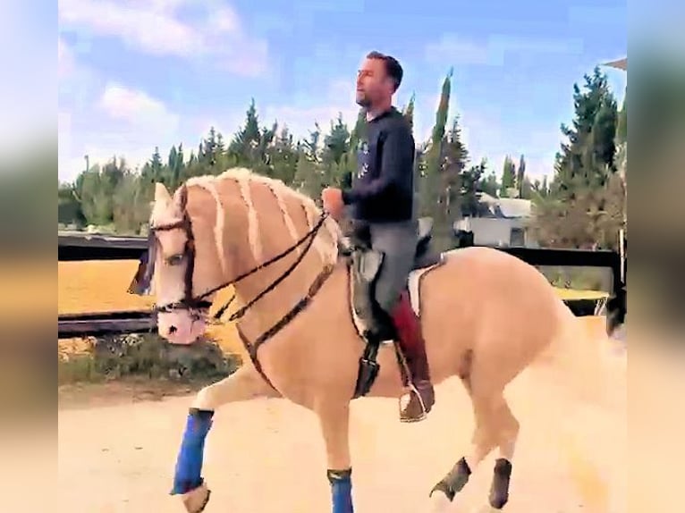 Andalusier Hengst 6 Jahre 157 cm Palomino in Jerez