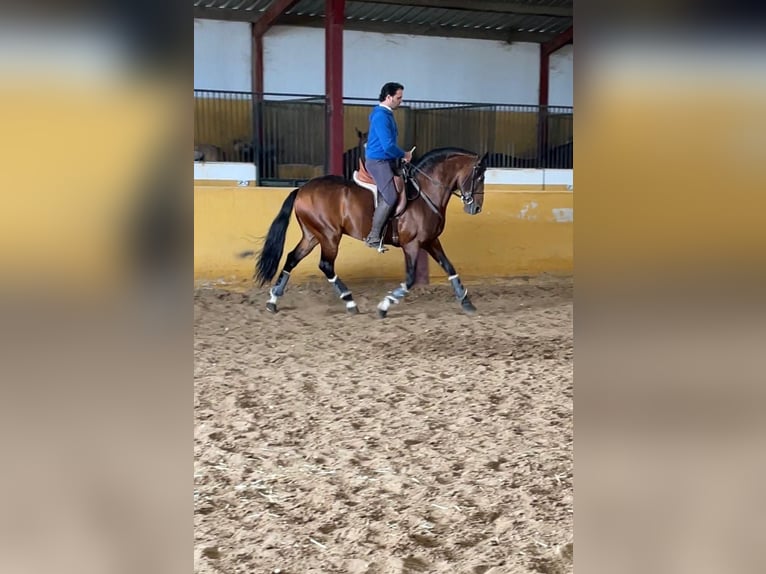 Andalusier Hengst 6 Jahre 157 cm Rotbrauner in Sevilla