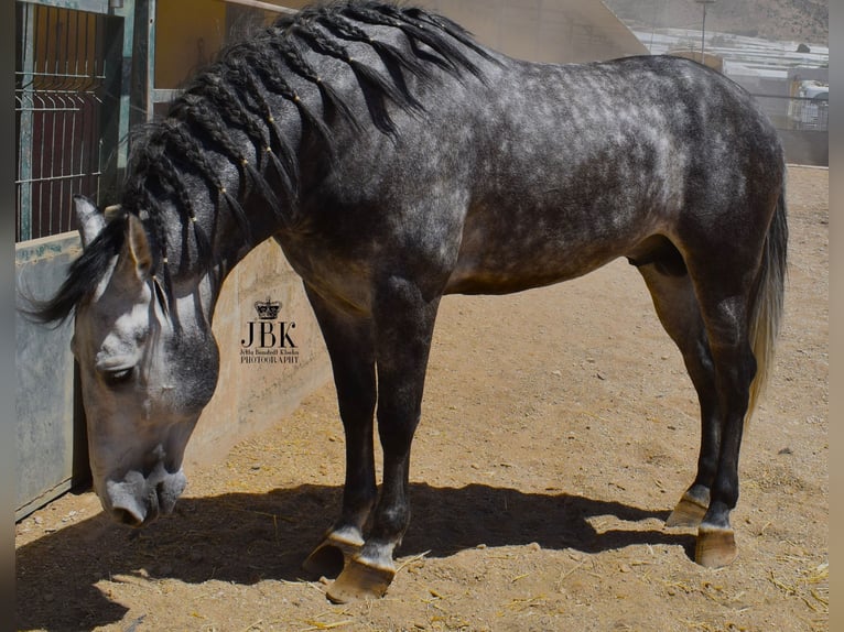 Andalusier Hengst 6 Jahre 157 cm Schimmel in Tabernas Almeria