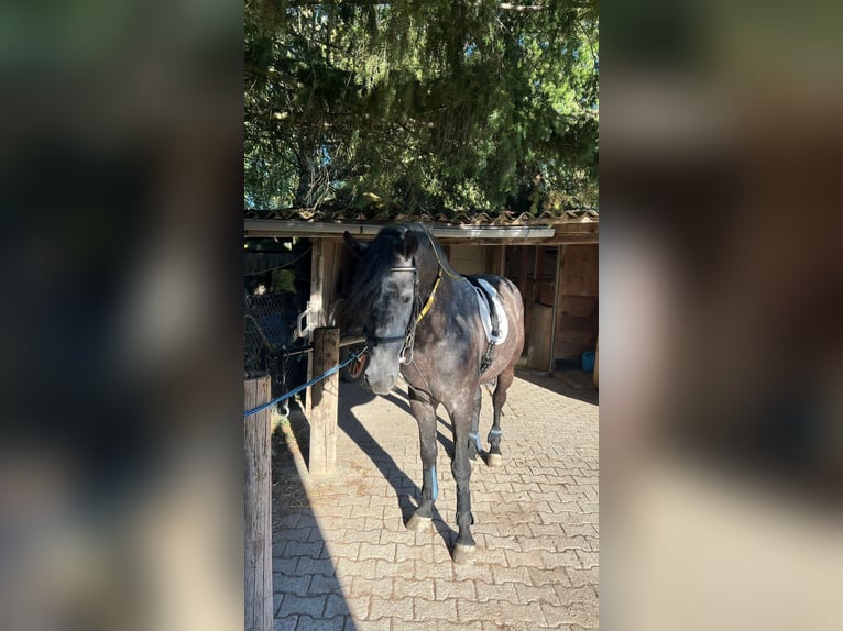 Andalusier Mix Hengst 6 Jahre 158 cm Apfelschimmel in Waghäusel