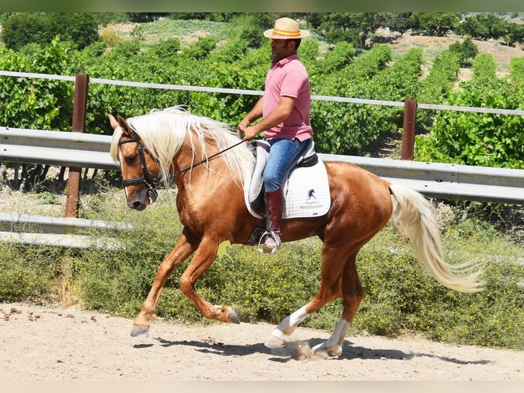 Andalusier Hengst 6 Jahre 158 cm Palomino in Provinz Cordoba