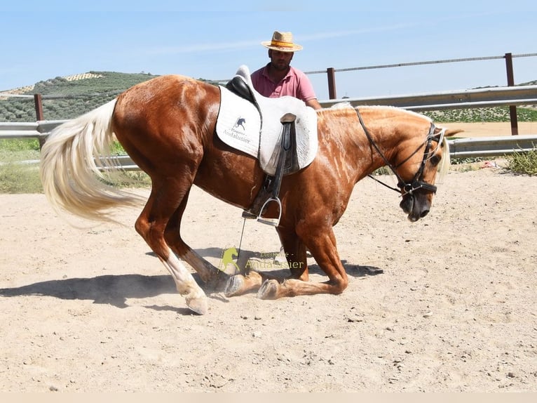Andalusier Hengst 6 Jahre 158 cm Palomino in Provinz Cordoba