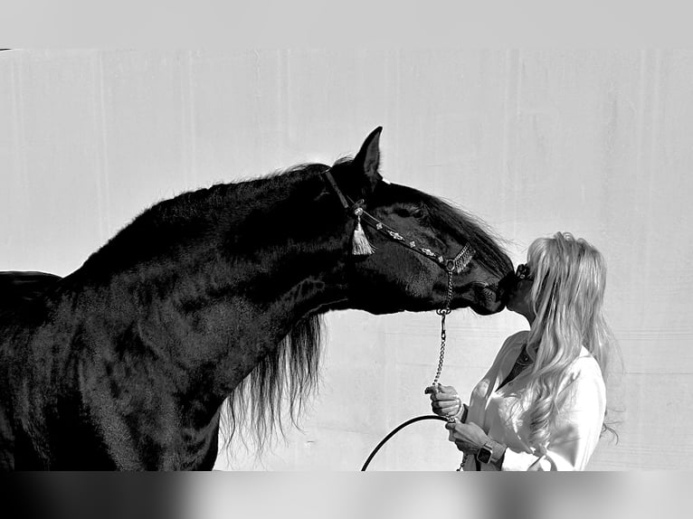 Andalusier Hengst 6 Jahre 159 cm Rappe in Jerez de la Frontera