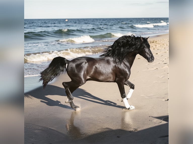 Andalusier Hengst 6 Jahre 159 cm Rappe in Jerez de la Frontera