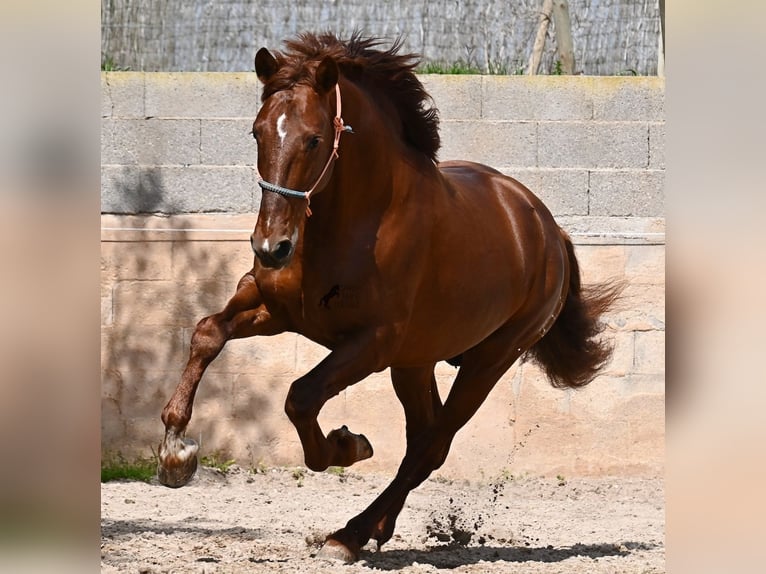 Andalusier Hengst 6 Jahre 160 cm Fuchs in Mallorca