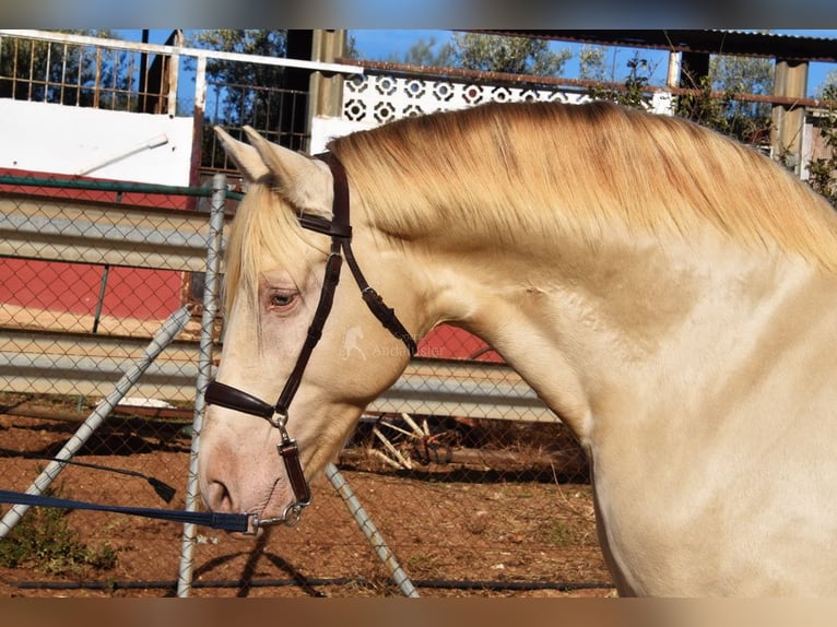 Andalusier Hengst 6 Jahre 160 cm Pearl in Provinz Malaga