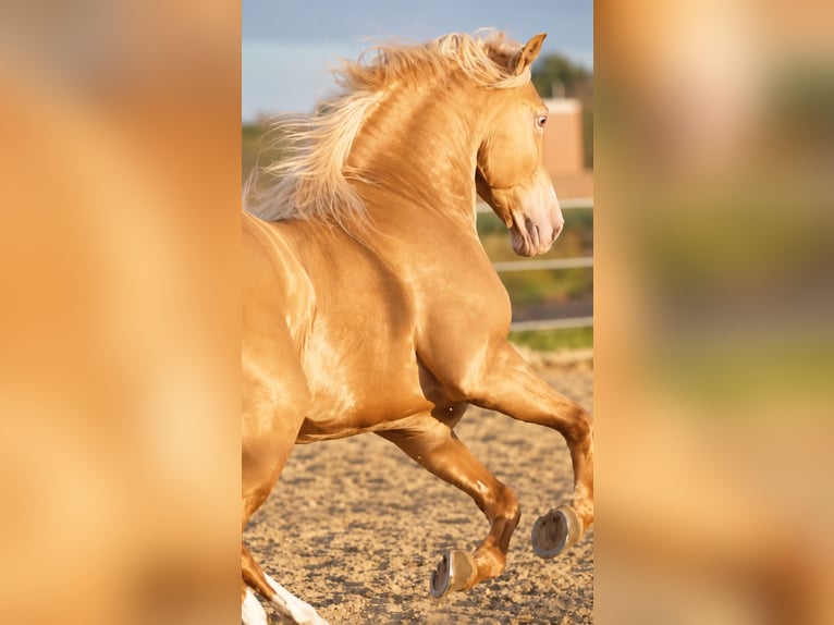 Andalusier Hengst 6 Jahre 161 cm Champagne in Jerez