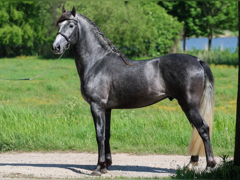 Andalusier Hengst 6 Jahre 162 cm Schimmel in Kisbér