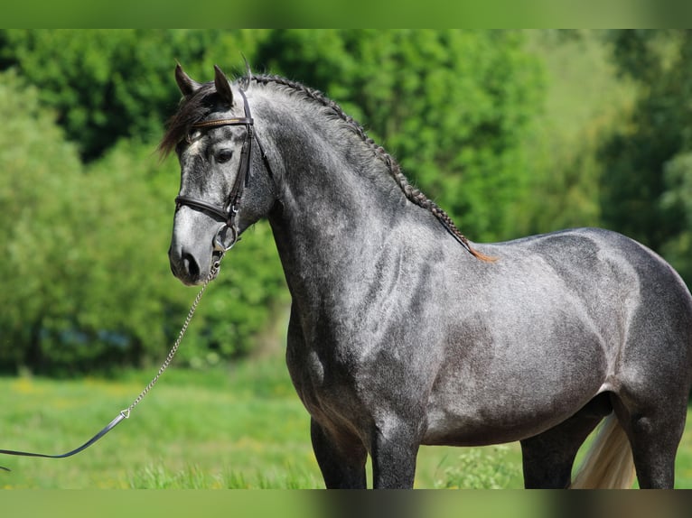 Andalusier Hengst 6 Jahre 162 cm Schimmel in Kisbér