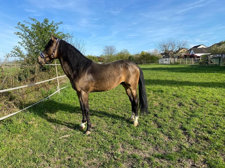 Andalusier Hengst 6 Jahre 163 cm Buckskin in Meißenheim