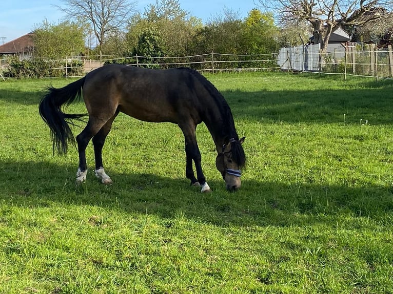 Andalusier Hengst 6 Jahre 163 cm Buckskin in Meißenheim