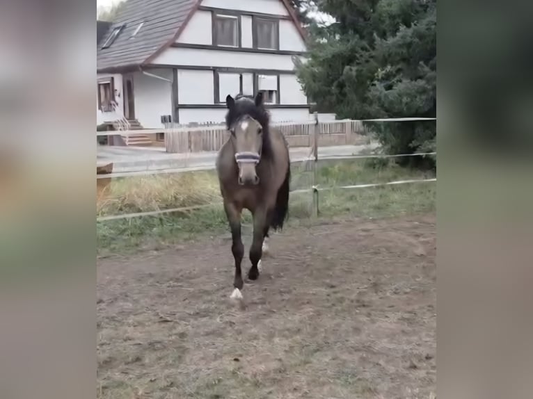 Andalusier Hengst 6 Jahre 163 cm Buckskin in Offenburg