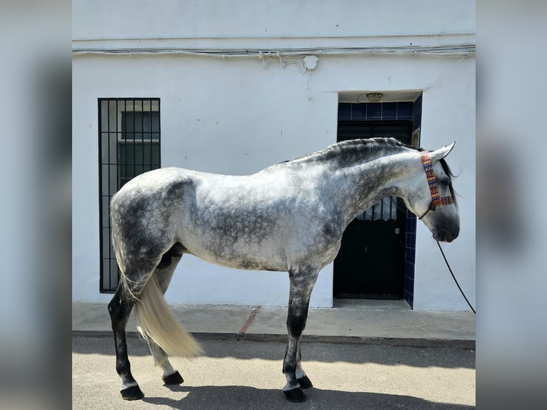 Andalusier Hengst 6 Jahre 165 cm Apfelschimmel in Cheste