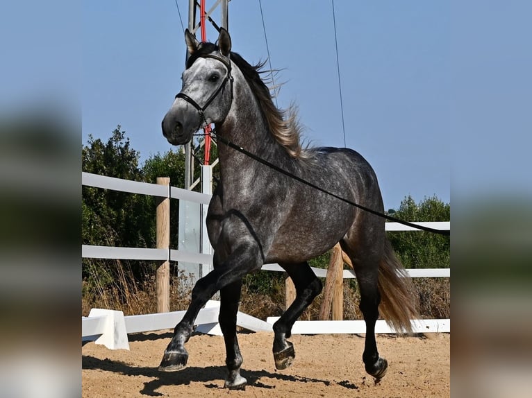 Andalusier Hengst 6 Jahre 165 cm Schimmel in Menorca