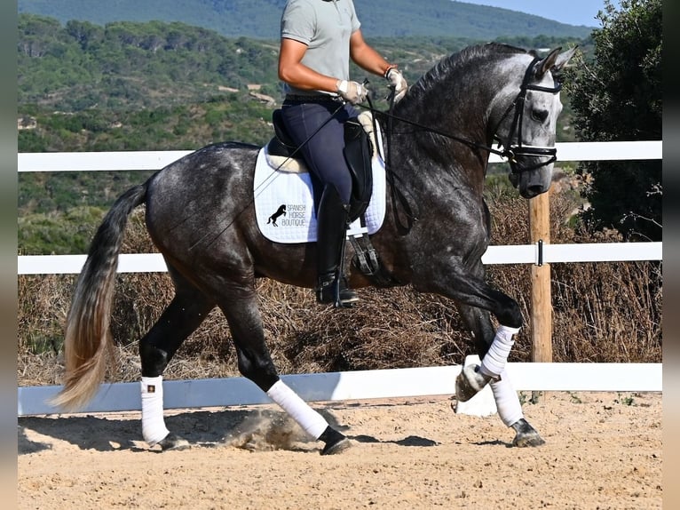 Andalusier Hengst 6 Jahre 165 cm Schimmel in Menorca