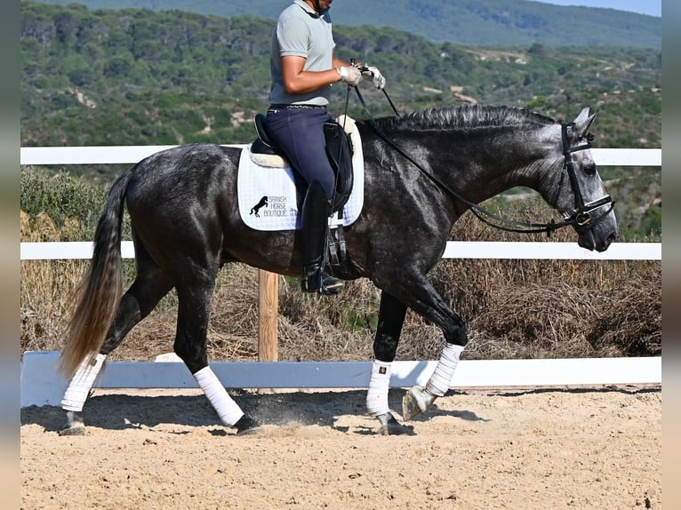 Andalusier Hengst 6 Jahre 165 cm Schimmel in Menorca