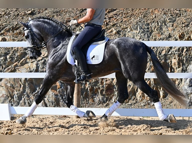 Andalusier Hengst 6 Jahre 165 cm Schimmel in Menorca