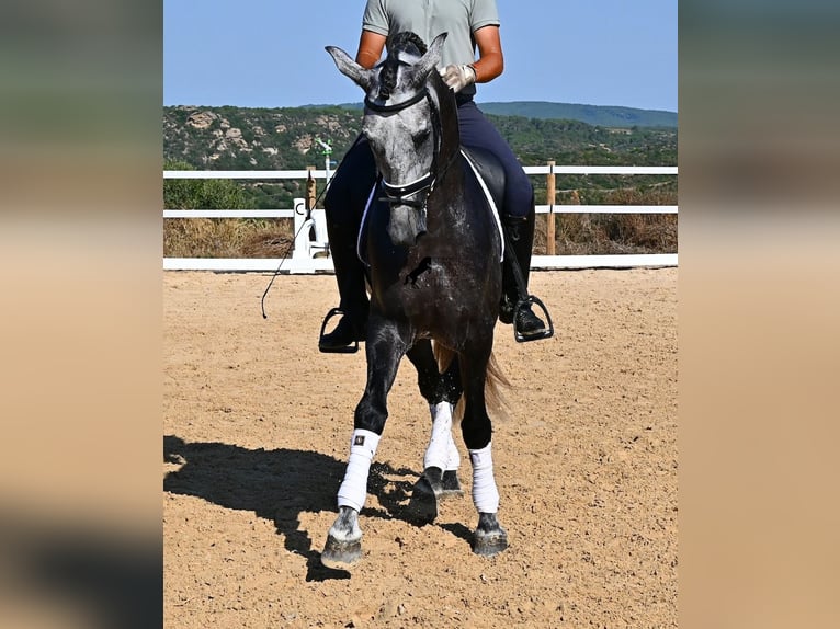 Andalusier Hengst 6 Jahre 165 cm Schimmel in Menorca