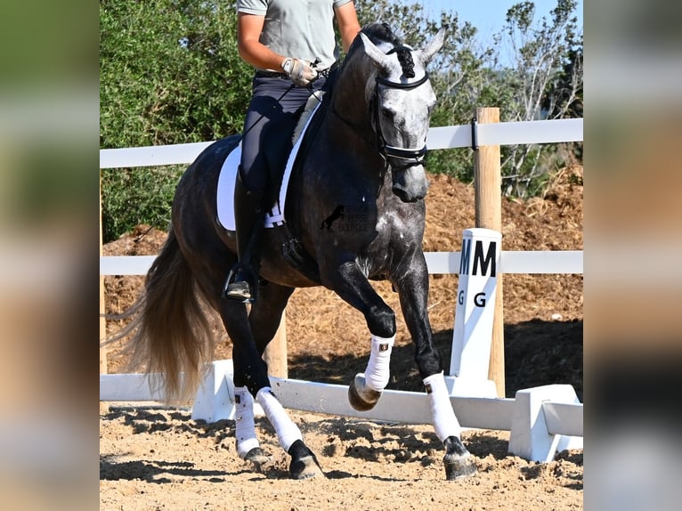 Andalusier Hengst 6 Jahre 165 cm Schimmel in Menorca