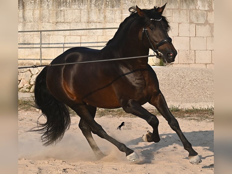 Andalusier Hengst 6 Jahre 167 cm Dunkelbrauner in Waiblingen
