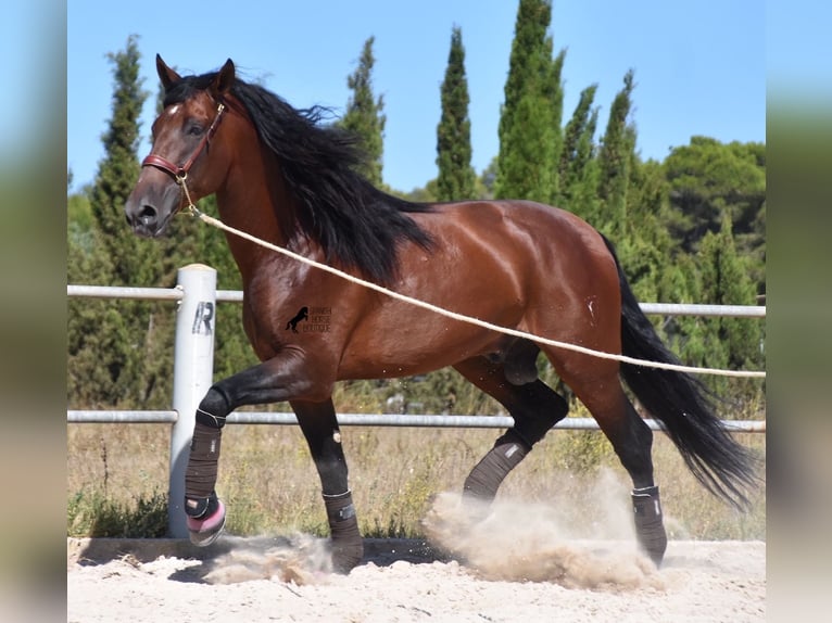 Andalusier Hengst 6 Jahre 179 cm Brauner in Mallorca