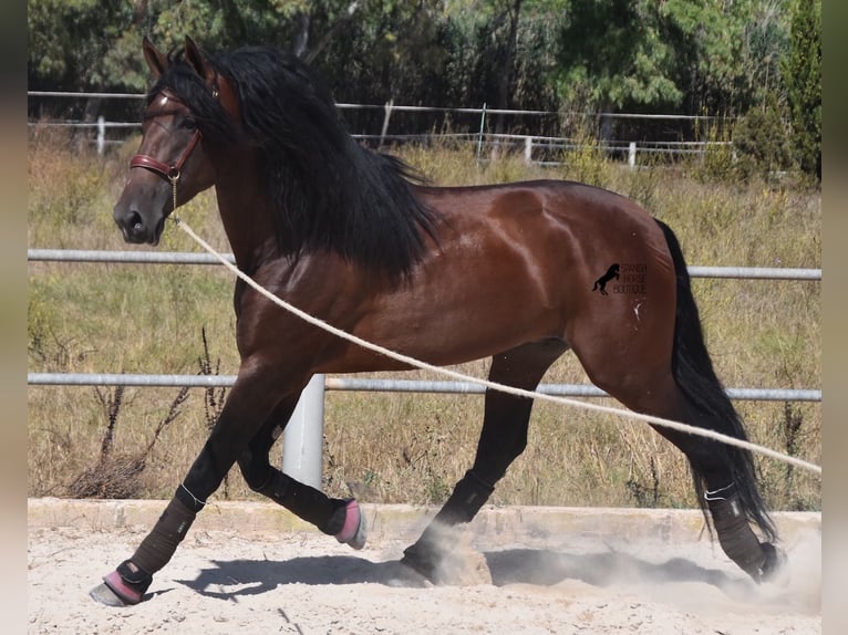 Andalusier Hengst 6 Jahre 179 cm Brauner in Mallorca