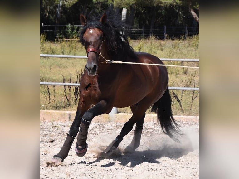 Andalusier Hengst 6 Jahre 179 cm Brauner in Mallorca