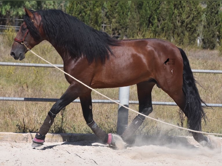 Andalusier Hengst 6 Jahre 179 cm Brauner in Mallorca