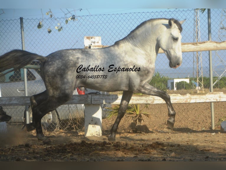 Andalusiër Hengst 7 Jaar 156 cm Schimmel in Vejer de la Frontera