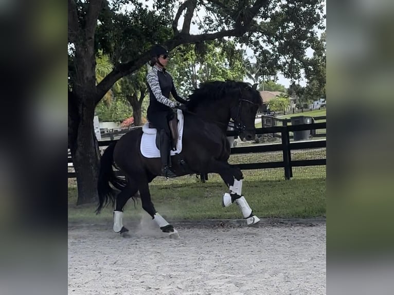 Andalusiër Hengst 7 Jaar 160 cm Zwart in wellington