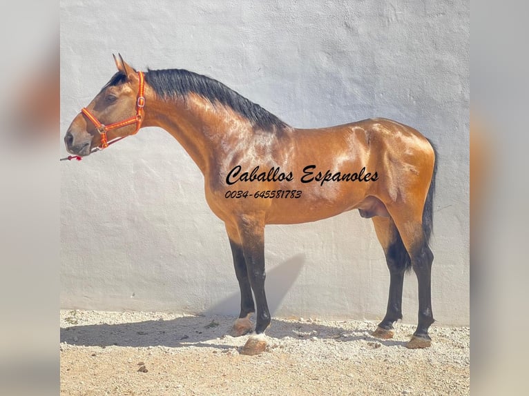 Andalusiër Hengst 7 Jaar 161 cm Falbe in Vejer de la Frontera