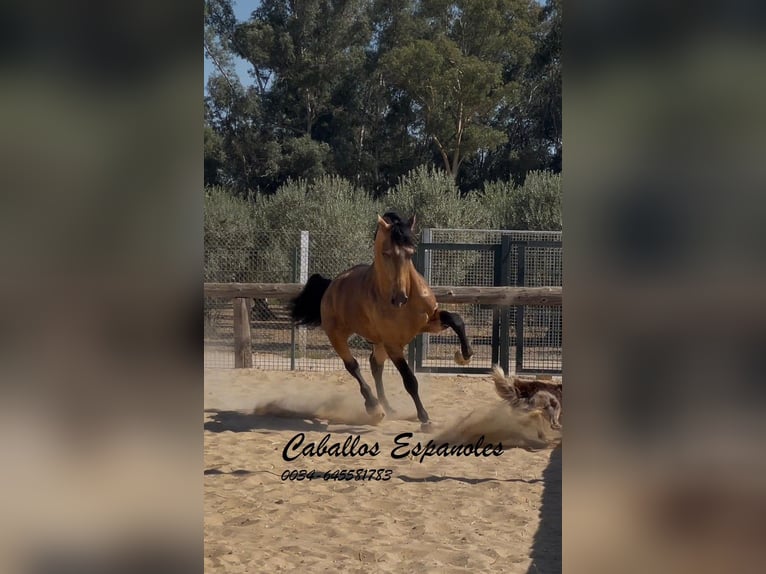 Andalusiër Hengst 7 Jaar 161 cm Falbe in Vejer de la Frontera