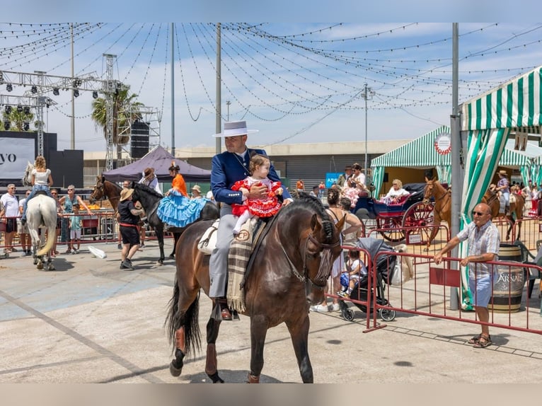 Andalusiër Hengst 7 Jaar 162 cm Donkerbruin in Ermelo