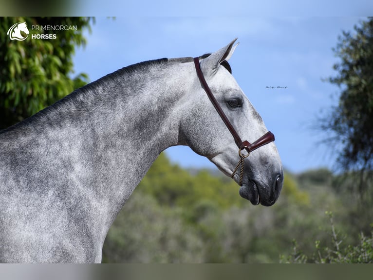 Andalusiër Hengst 7 Jaar 162 cm Schimmel in Menorca