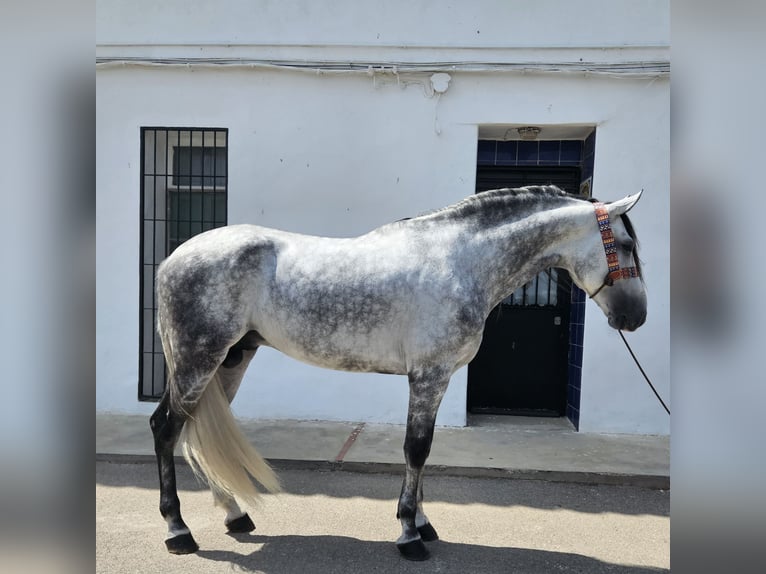 Andalusiër Hengst 7 Jaar 165 cm Appelschimmel in Cheste