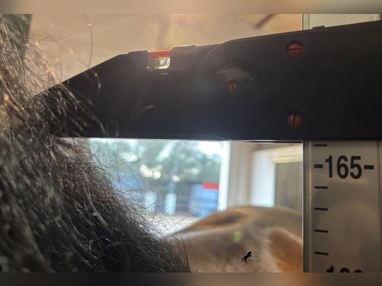 Andalusiër Hengst 7 Jaar 166 cm Bruin in Menorca