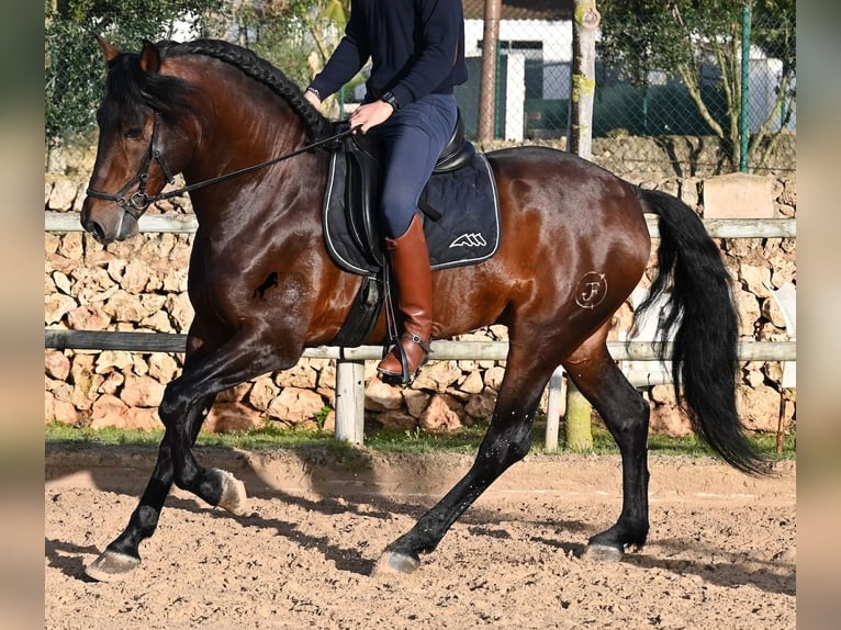 Andalusiër Hengst 7 Jaar 166 cm Bruin in Menorca