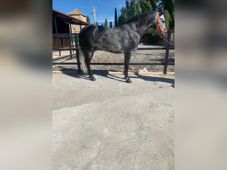 Andalusier Hengst 7 Jahre 157 cm Apfelschimmel in Canet D&#39;Adri