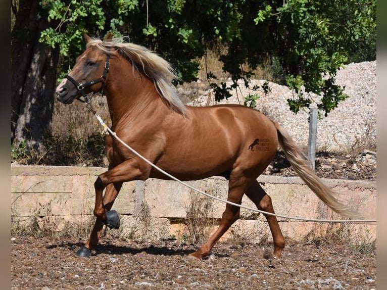 Andalusier Hengst 7 Jahre 160 cm Palomino in Mallorca